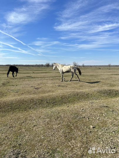 Лошадь жеребец