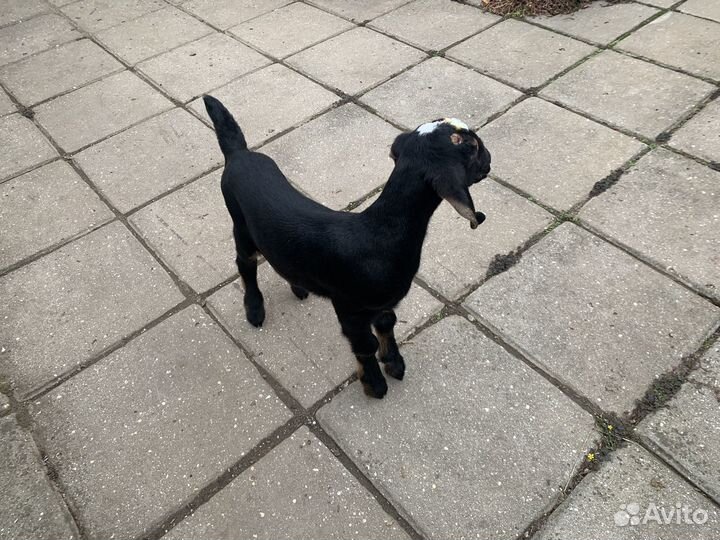 Англо нубийские козлята