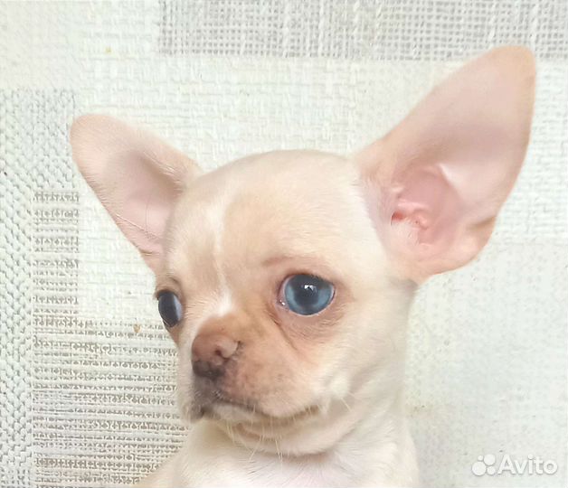 Эксклюзив. Кремушка с разными глазками