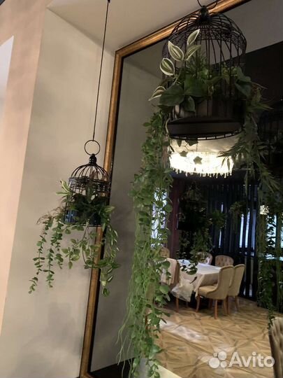 Озеленение ресторана / озеленение потолка