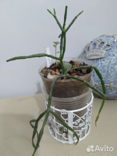 Суккуленты