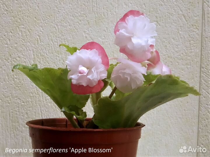 Бегония вечноцветущая махровая разные сорта