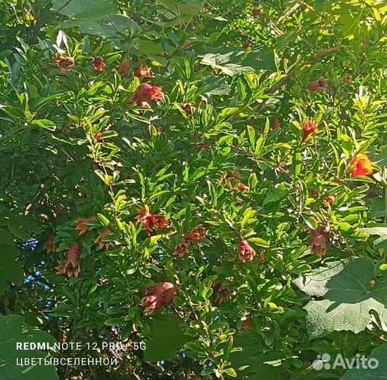 Гранат сладкий в горшках