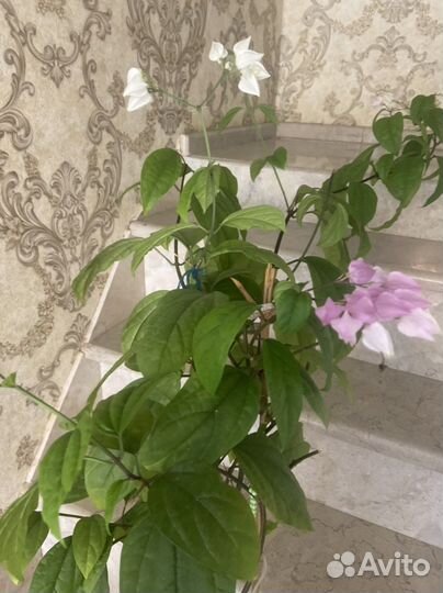 Клеродендрум томпсон