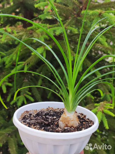 Бокарнея нолина