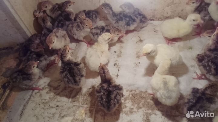 Индюшата домашние