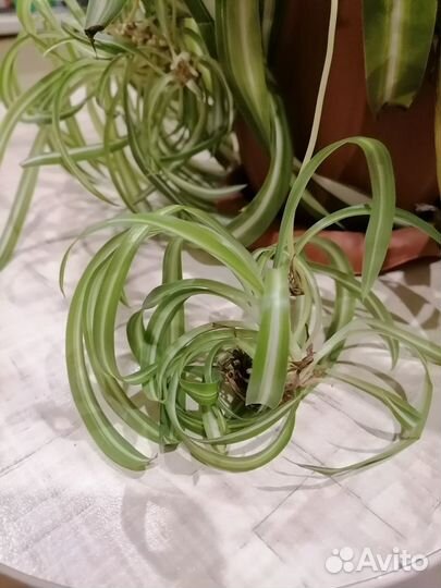 Хлорофитум