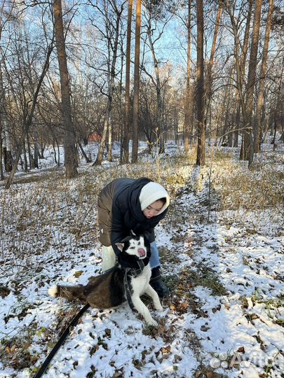 Потерялась собака