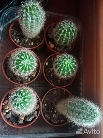 Кактусы и суккуленты липецк