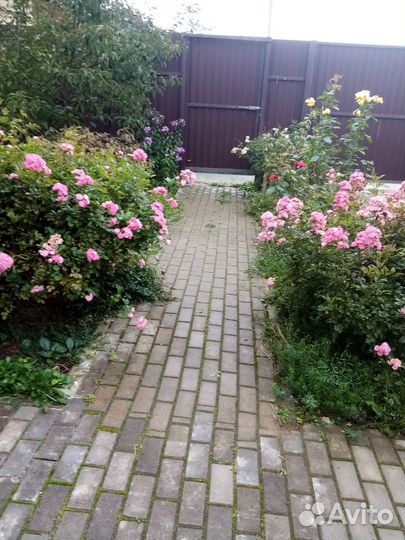 Саженцы растений