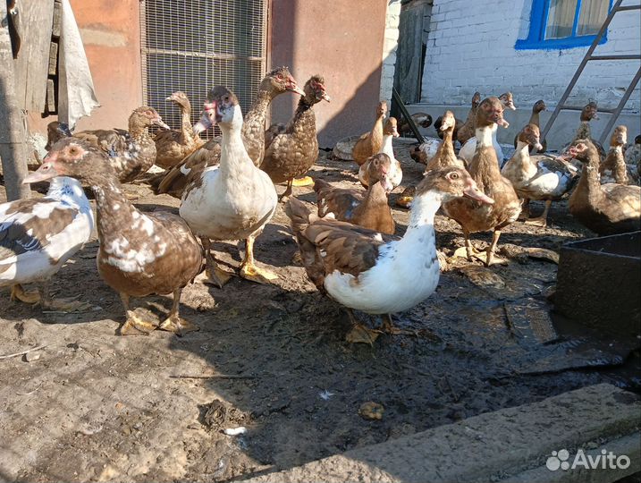 Утка домашняя мясо