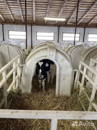 Бычки. Телята