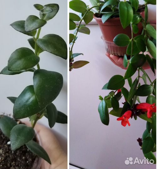 Комнатные растения