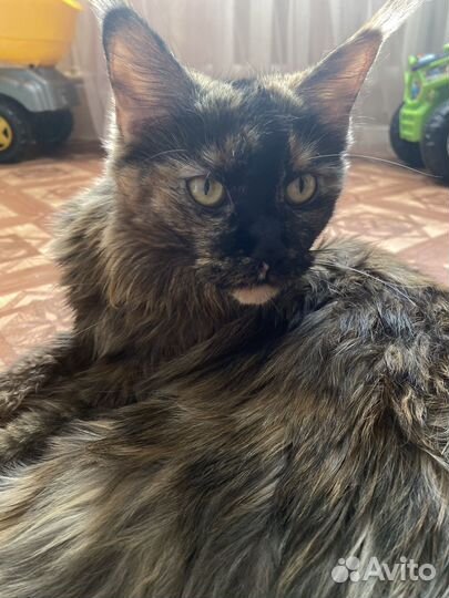 Кошка в дар