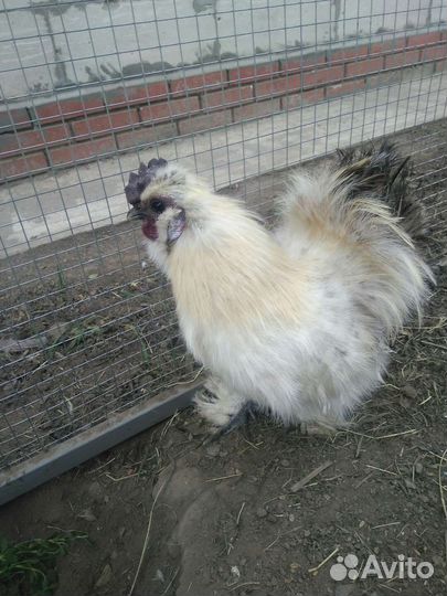 Петухи китайские шелковые и ухей илюй