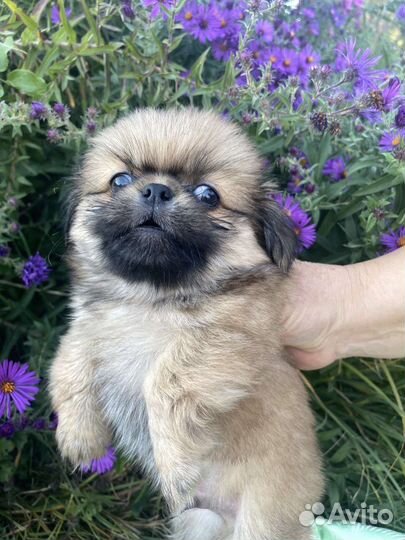Щенки пекинеса