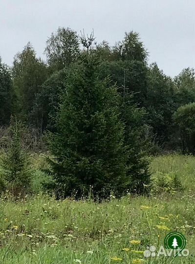 Ели обыкновенные для живой изгороди