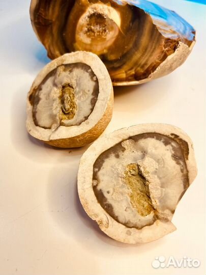 Окаменелости динозавров