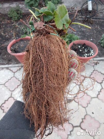 Рассада Клубника Ремонтантная Сорт Кабрилло Мурано