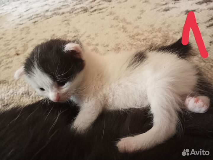 Котята в добрые руки