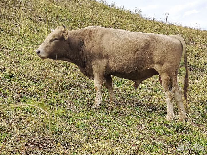 Бычки на откорм