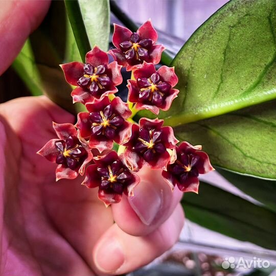 Hoya Lobbii dark red