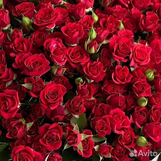 Букет их 75 красных кустовых роз