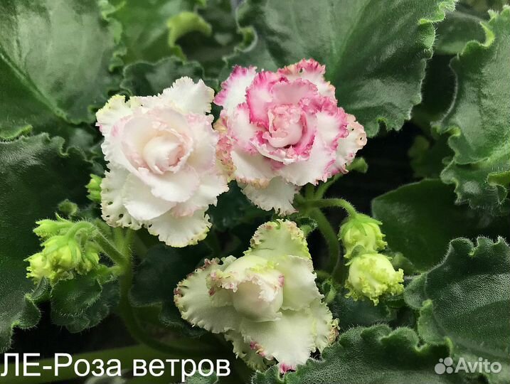 Комнатные фиалки