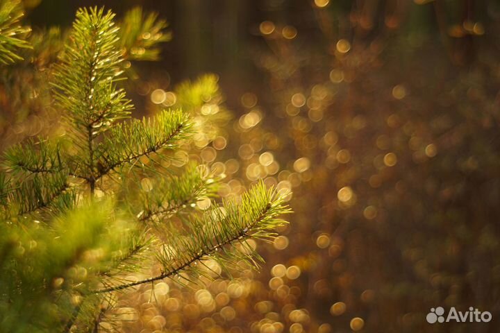 Объектив Юпитер 8