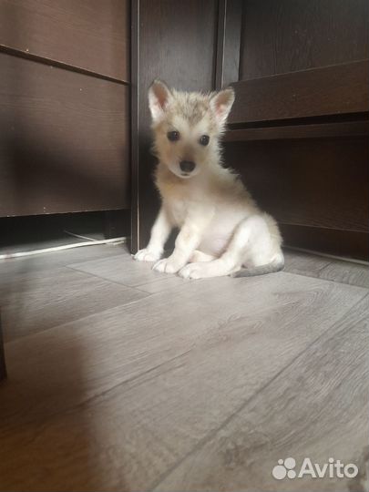 Щенки бесплатно