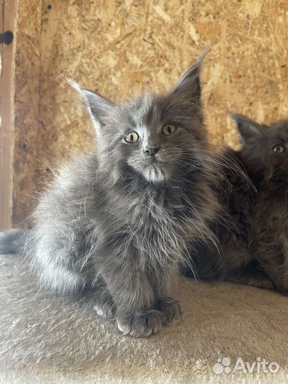 Котята мейн-кун с документами