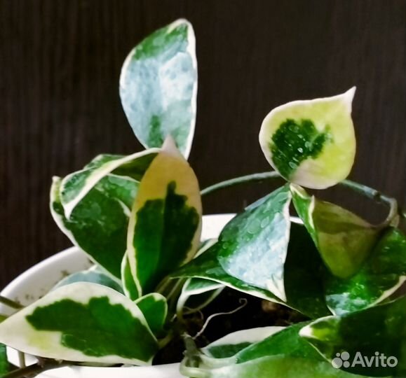 Хойя Верстеги и другие