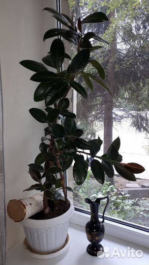 Фикус каучуконосный Робуста