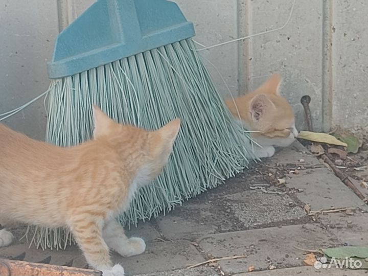 Котята в добрые руки бесплатно