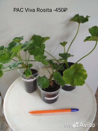 Пеларгонии