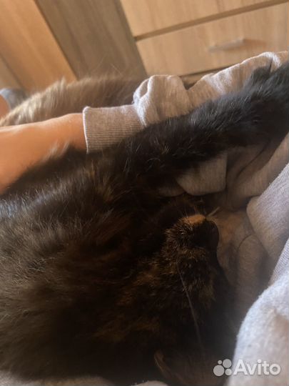 Кошки бесплатно