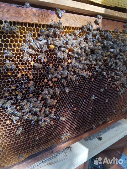 Видовой выставочный улей в дом, на ярмарку, пасеку