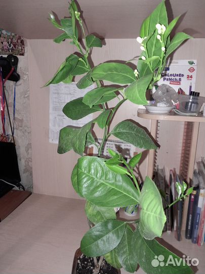 Лимон плодоносящий