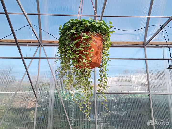 Дихондра изумрудная