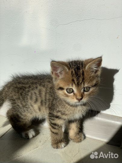 Британские котята