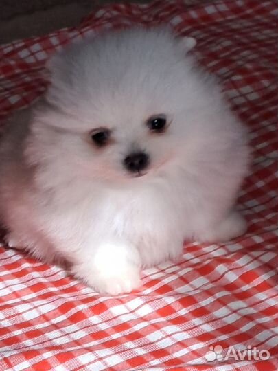 Немецкий шпиц девочка