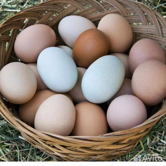 Инкубационное яйцо