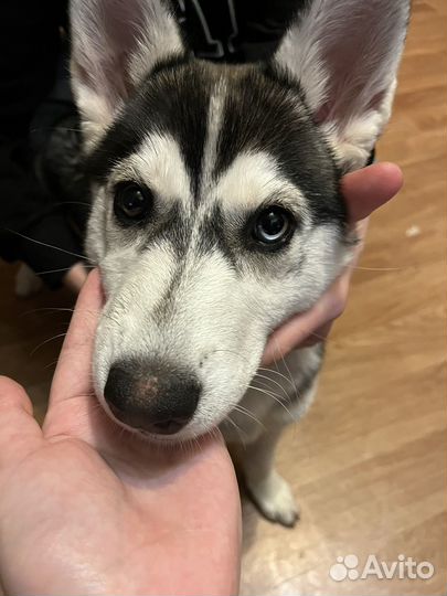 Сибирский хаски