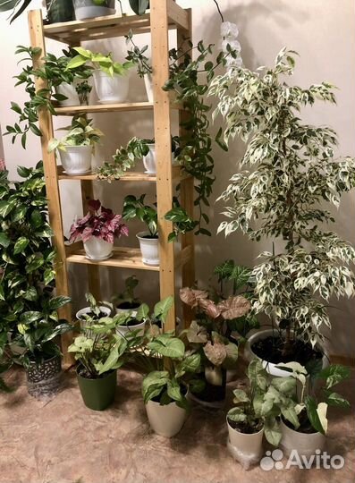 Фикус Бенджамина пестролистный, большое растение