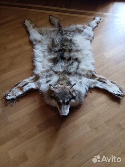 Шкура волка