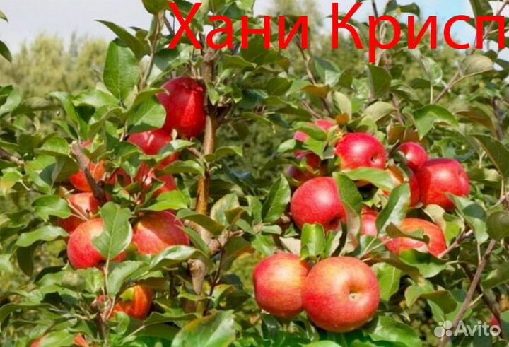 Саженцы Яблонь и Груш