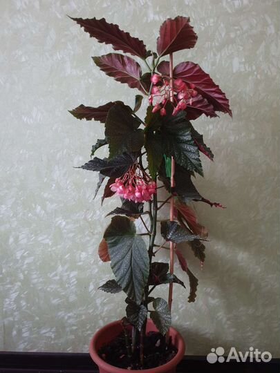 Бегония коралловая