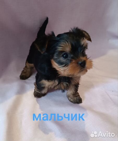 Йоркширский терьер щенки