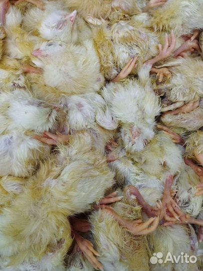 Цыплята на корм животным