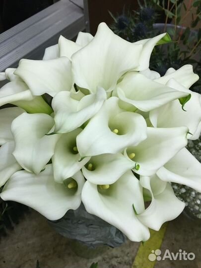 Цветы каллы